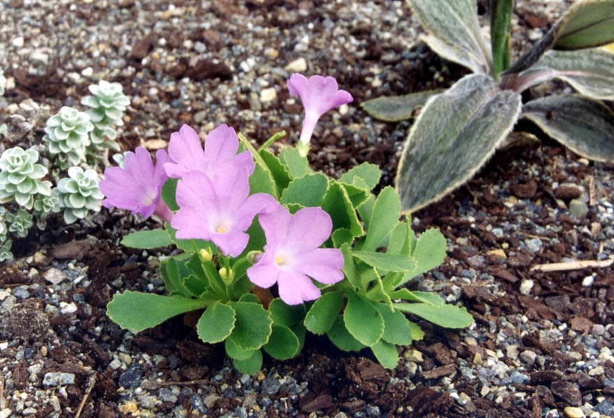 Primula x miniera `Lismore' photo